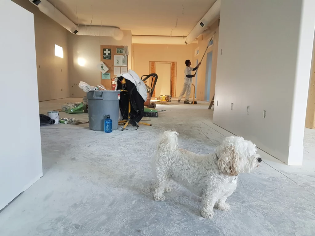 Chien blanc dans une pièce en rénovation avec un peintre appliquant de la peinture sur un mur en arrière-plan.